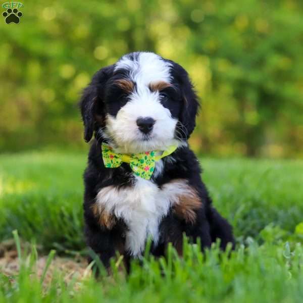 Rock, Mini Bernedoodle Puppy